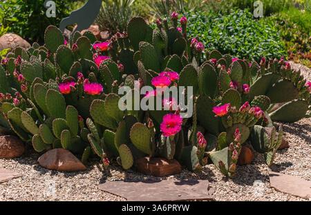 Biberschwanzkaktus (Opuntia basilaris) mit wunderschönen rosa Blüten und mehreren fleischigen Pads, die einem Biberschwanzschwanz ähneln. Nahansicht mit Details. Stockfoto