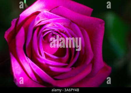 Nahaufnahme der magentafarbenen Rose Stockfoto