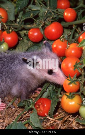 Baby-Opossum isst Kirschtomate im Gemüsegarten, Missouri, USAG Stockfoto