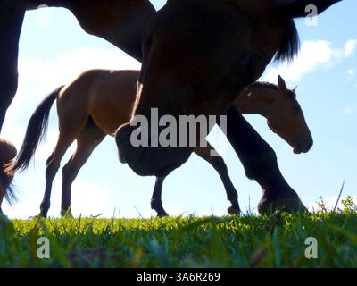 Köpfe und Beine akimbo--- Silhouetten von zwei Quarterpferden nah oben und von unten im Gras stehend, Peacham Vermont, USA Stockfoto