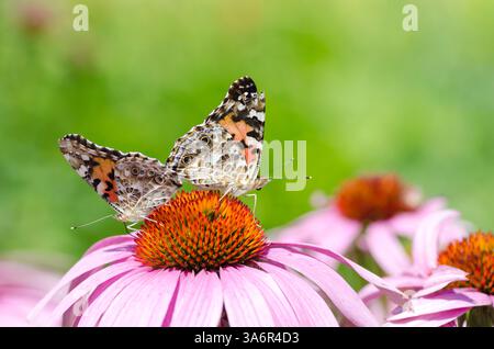 Zwei Distelfalter Schmetterlinge auf Conflowers, Gemeinschaftsgarten, Maine, USA Stockfoto