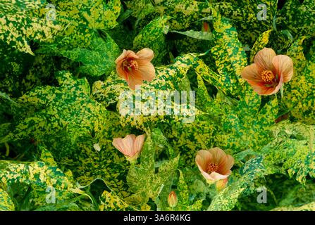 Blühender Abutilon, blühender Ahorn oder indische Malve, blühender Ahorn in variierter Form Stockfoto