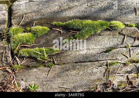 Grünes Moos wächst auf veraltetem Holz Stockfoto
