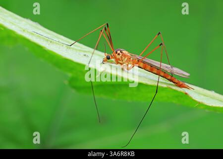Große Mücke lebt auf Unkrautscheiben auf Unkraut Stockfoto