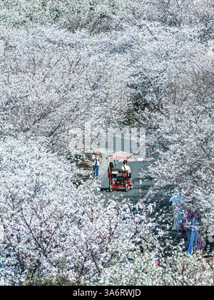 Peking, Chinas Provinz Zhejiang. März 2025. Besucher genießen Blumen in einem botanischen Garten in Ningbo City, ostchinesischer Provinz Zhejiang, 25. März 2025. Quelle: Hu Xuejun/Xinhua/Alamy Live News Stockfoto