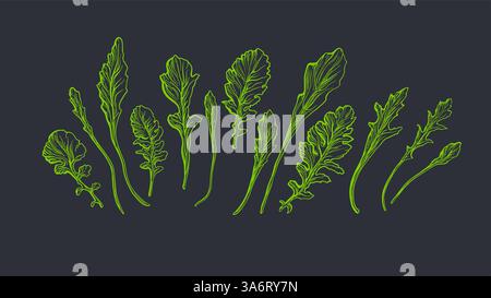 Rucola Set. Frische grüne Rucola isoliert auf schwarzem Hintergrund. Handgezeichnete Vektorgrafik. Einblättriges Blatt in graviertem Stil. Bio-Salat, Bio vegan Stock Vektor
