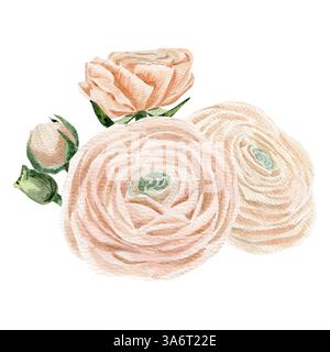 Handgezeichnete Aquarellkomposition mit verschiedenen pfirsichrosa Ranunkeln in Knospen und blühenden Blüten. Stockfoto