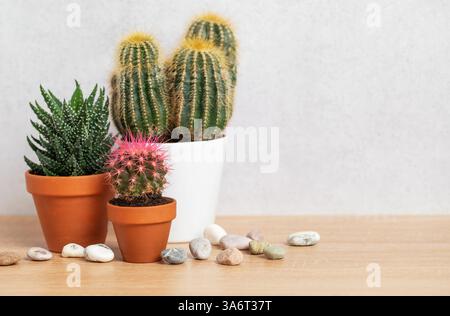 Verschiedene Kakteen und Sukkulenten wachsen in Töpfen auf einem Holztisch mit dekorativen Steinen und schaffen eine gemütliche Atmosphäre Stockfoto