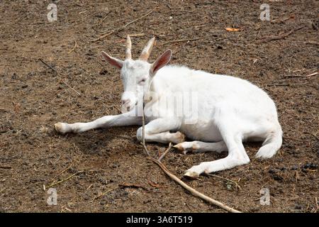 Weiße Ziege liegt und ruht auf dem Bauernhof. Im Freien. Ländliche Szene, Nutztiere. Stockfoto