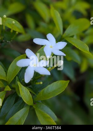 Weiße Blüten Stockfoto