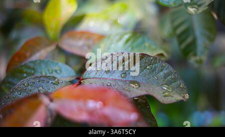 Nach Regen tropft Wasser auf den Blättern. Stockfoto
