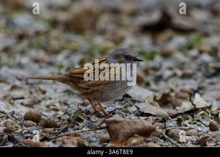Dunnock (Prunella modularis) sucht im Frühjahr im Garten nach Nahrung. Stockfoto