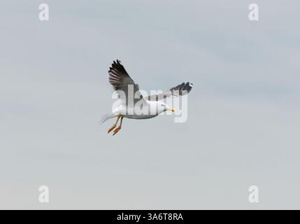 Die kleine Schwarzmöwe (Larus fuscus) fliegt im Sommer am Himmel. Stockfoto