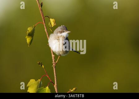 Gewöhnliches Weißbrot oder großes Weißbrot (Curruca communis), das im Sommer auf einem kleinen Baum auf der Wiese thront. Stockfoto