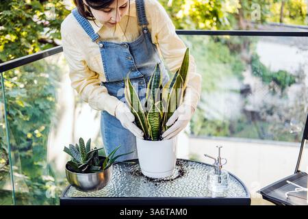 Person, die sich um Balkonsukkulenten und Schlangenpflanzen mit Glassprühflasche kümmert. Erfasst nachhaltige Heimpraktiken, langsames Leben und urbane Natur Stockfoto