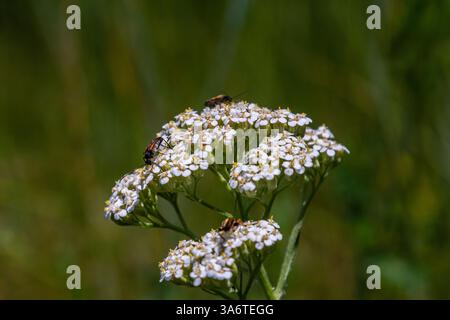 Gemeinsame Schafgarbe achillea millefolium mit Fliege Tachina fera. Stockfoto
