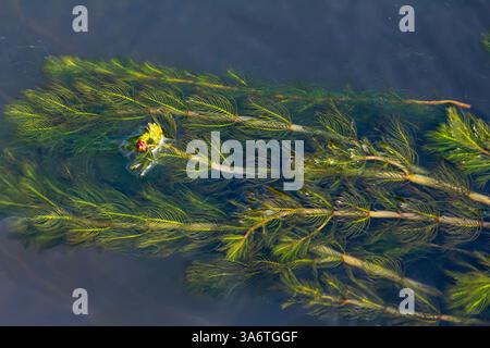 Ceratophyllum demersum Wasserpflanze in einem Bach. Stockfoto
