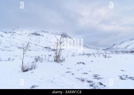 Einsame kleine verdrehte und vom Wind verwobene Birkenbäume im Gletschertal, schneebedeckte Landschaft in Einsamkeit, Panorama im Winterwunderland Norwegen, Stockfoto