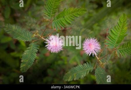 Mimosa pudica, Schampflanze, empfindliche Pflanze Stockfoto