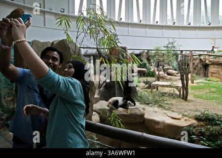 10. November 2014 – Kuala Lumpur, Malaysia – Ein junges Paar macht ein Selfie mit Liang Liang, dem Großen Panda im Zoo Negara. (Bild: © Hafiz Sohaimi/ZUMA Wire/ZUMAPRESS.com) Stockfoto