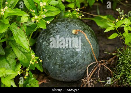 Unreife Wassermelone im Garten. Nahaufnahme einer dunkelgrünen Wassermelone, bedeckt mit Wassertröpfchen, eingebettet in lebendiges Laub. Stockfoto