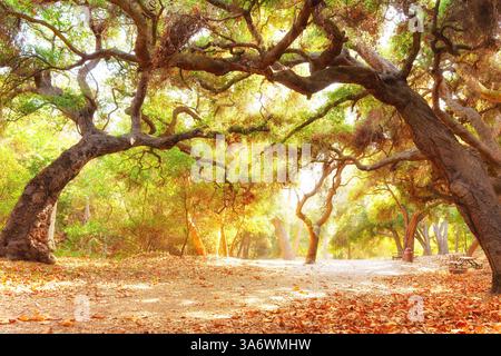 Die ruhige Szene im Temescal Gateway Park mit weitläufigen Bäumen, die sich über einen sonnendurchfluteten Pfad erheben, umgeben von lebendigem Laub und gefallenen Blättern in A Stockfoto