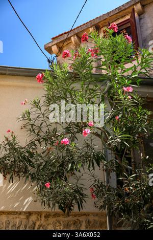 Altstadt von Jelsa auf der adriatischen Insel Hvar in der Grafschaft Split-Dalmatien in Kroatien am 24. August 2024 Stockfoto