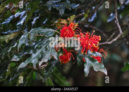 In Einer Firewheel-Struktur Stockfoto
