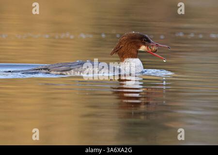 Goosander (Mergus merganser) isst Karpfenköder Norfolk März 2025 Stockfoto