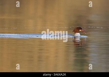 Goosander (Mergus merganser) isst Karpfenköder Norfolk März 2025 Stockfoto
