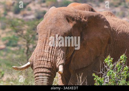 Afrikanischer Elefant, afrikanischer Buschelefant, afrikanischer Savannenelefant (Loxodonta africana), Porträt, Sektion, Kenia, Samburu-Nationalreservat Stockfoto