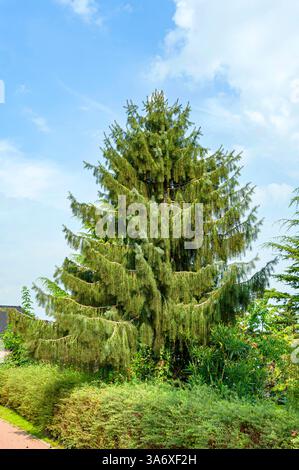 Brewer Fichte, Brewer's Weeping Fichte (Picea breweriana), Park Tree, Europa, Bundesrepublik Deutschland Stockfoto