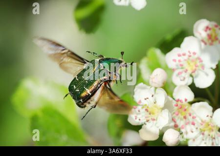 Rosenscheuer (Cetonia aurata), nähert sich einem Weißdorn, Schweden, Oeland Stockfoto
