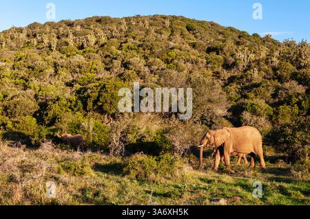 Afrikanischer Elefant, afrikanischer Buschelefant, afrikanischer Savannenelefant (Loxodonta africana), Elefantenkuh mit Elefantenkalb in der Buschsteppe, Seitenansicht, Stockfoto
