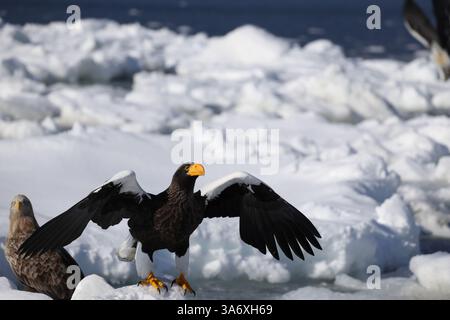 Steller's Seeadler (Haliaeetus pelagicus), auch bekannt als Pazifikseeadler oder Weißschulteradler Stockfoto
