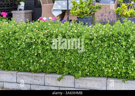 Gemein privet, goldenes privet, wildes privet, prim, Europäisches privet (Ligustrum vulgare 'Lodense', Ligustrum vulgare Lodense, Ligustrum vulgare var. Nanum Stockfoto
