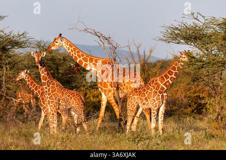 Masai Giraffe (Giraffa camelopardalis tippelskirchi), Gruppenessen in der Savanne, Kenia, Samburu National Reserve Stockfoto