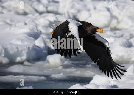 Steller's Seeadler (Haliaeetus pelagicus), auch bekannt als Pazifikseeadler oder Weißschulteradler Stockfoto