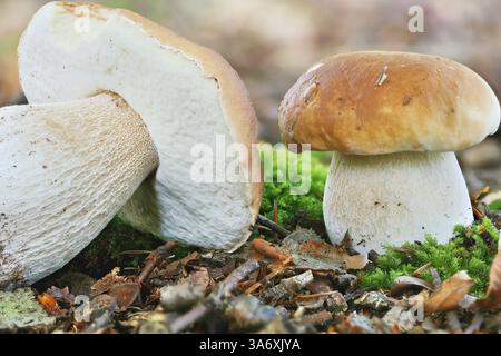 Penny Brötchen, Cep, Porcino, Brötchenpilz (Boletus edulis), Fruchtkörper auf Waldboden, Deutschland, Mecklenburg-Vorpommern Stockfoto