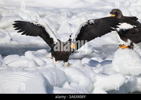 Steller's Seeadler (Haliaeetus pelagicus), auch bekannt als Pazifikseeadler oder Weißschulteradler Stockfoto