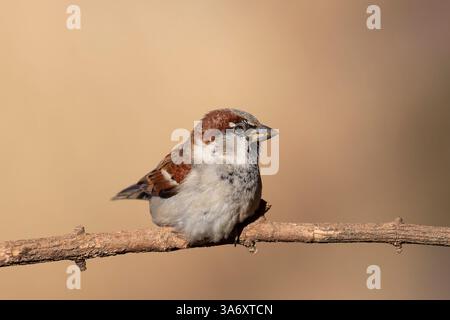 Detaillierte Nahaufnahme eines wilden männlichen Hausspatzes (Passer domesticus) aus Großbritannien, der isoliert auf einem Zweig mit einem klaren warmen Hintergrund thront. Stockfoto