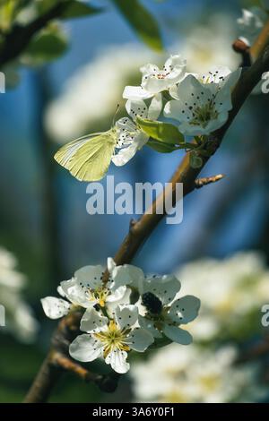 Schmetterling auf weißer Kirschblume Nahaufnahme auf einem Baumzweig, verschwommener Hintergrund Stockfoto