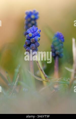 Hyazinthe aus breitblättrigen Trauben, Muscari neglectum, mit wunderschönem Bokeh im Naturpark Sierra de Mariola, Alcoi, Spanien Stockfoto