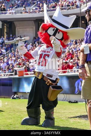 Oktober 2014: . Texas Tech Maskottchen, Raider Red in Aktion eines NCAA-Fußballspiels zwischen den Texas Tech Red Raiders und den TCU Horned Frogs im Amon G. Carter Stadium in Fort Worth, Texas. . (Bild: © Manny Flores/Cal Sport Media). TCU gewinnt 82-27 Stockfoto