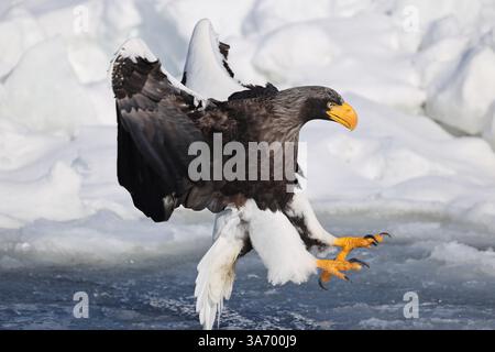 Steller's Seeadler (Haliaeetus pelagicus), auch bekannt als Pazifikseeadler oder Weißschulteradler Stockfoto