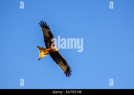 Roter Drachen im Flug über Norfolk UK Stockfoto