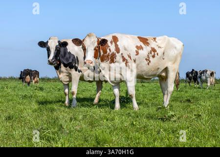 Zwei Milchkühe auf einem Feld, Seitenansicht zweifarbig rot und schwarz und weiß, in voller Länge nebeneinander stehend stehend, Milchvieh, ein blauer Himmel in den Niederlanden Stockfoto