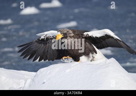 Steller's Seeadler (Haliaeetus pelagicus), auch bekannt als Pazifikseeadler oder Weißschulteradler Stockfoto