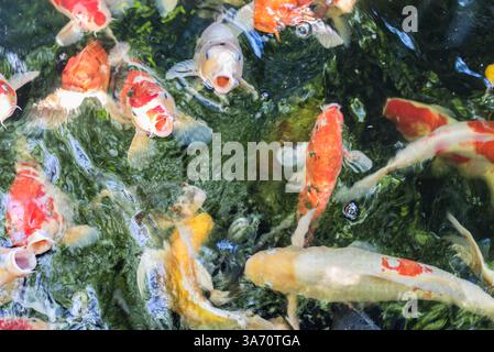 Karpfenfisch oder Karpfenfisch Japanischer Koi oder Koi Fisch genannt ist ein wunderschönes Wassertier oder Wassertier in asien und Japan Stockfoto
