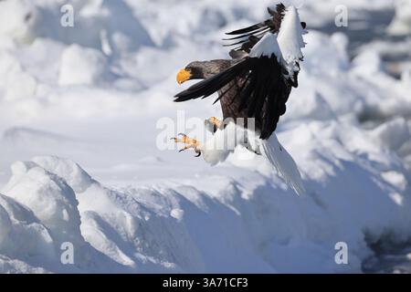 Steller's Seeadler (Haliaeetus pelagicus), auch bekannt als Pazifikseeadler oder Weißschulteradler Stockfoto